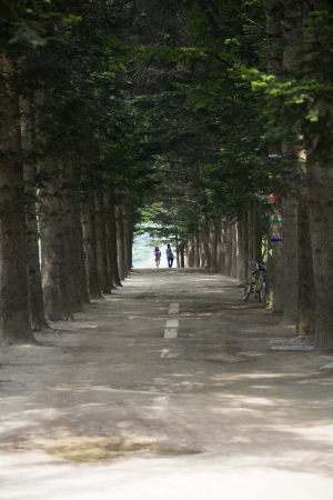 Beautiful landscape in South Korea,Nami" Island Forest Road"の写真素材