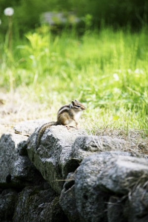 Squirrelの写真素材