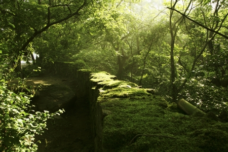green forest,lightの写真素材