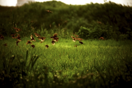 Sparrowの写真素材