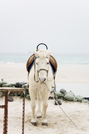beautiful Jeju  Island in South Koreaの写真素材
