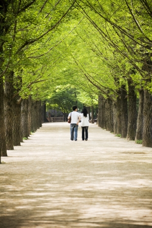 Beautiful landscape in South Korea,Nami  Island Forest Road のeditorial素材