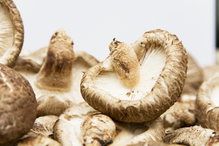 crops in south korea,Oyster mushroomの写真素材