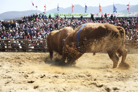 Cheong-do  Bullfighting Festival in South Korea のeditorial素材