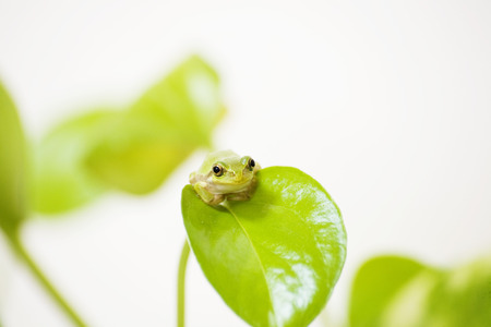 Tree frogの写真素材