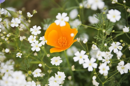 Beautiful Flowersの写真素材