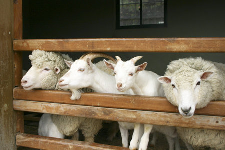 Goats and sheepの写真素材