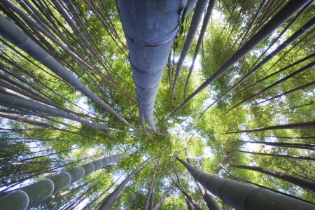 Plum Village Plum Festival in South Korea, beautiful bamboo forestの写真素材