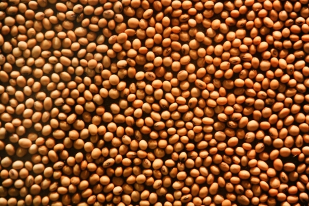 Soybean cropsの写真素材