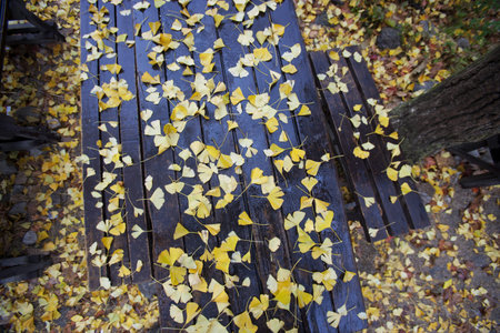 Maple leaves in autumn