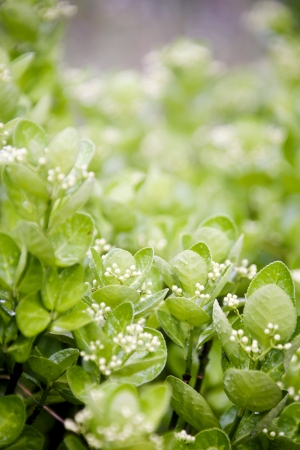 Green leavesの写真素材