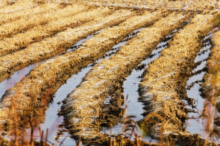 Rural landscape in South Koreaの写真素材