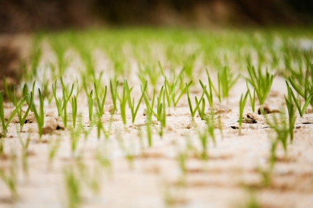Rural landscape in South Korea,Vegetable gardenの写真素材