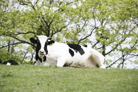 Beautiful in south korea,Samyang  Ranchの写真素材