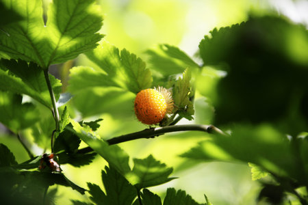 Raspberry