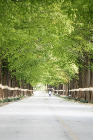 Green forest trailsの写真素材