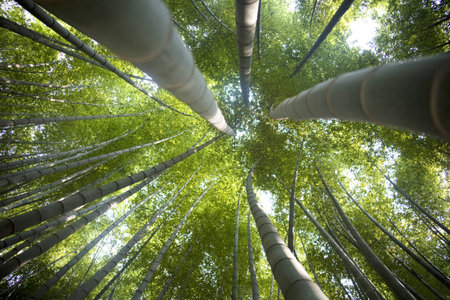 Beautiful bamboo forest in south korea Damyang""の写真素材