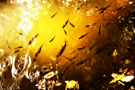 Koi pond autumn landscapeの写真素材