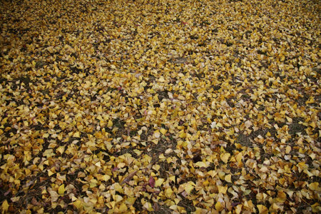 Maple leaves in autumnの写真素材