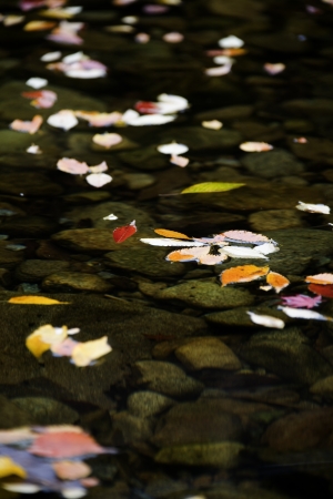 Maple leaves in autumn in the valleyの写真素材