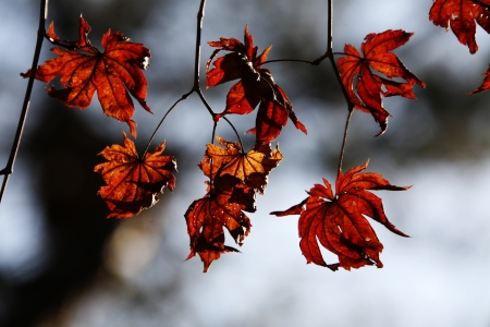 Maple leaves in autumnの写真素材
