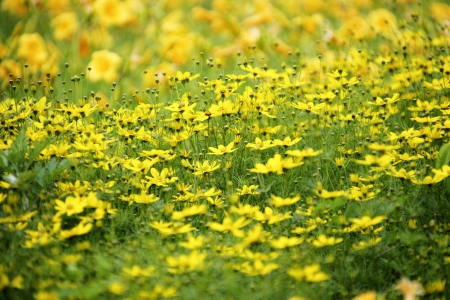 wild flowerの写真素材