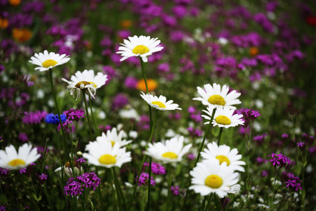 wild flower