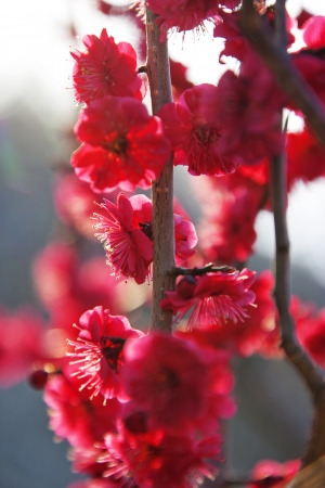 Beautiful Plum Village Plum Festival in South Koreaの写真素材
