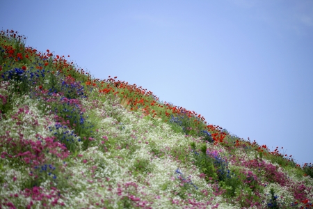 wild flowerの写真素材