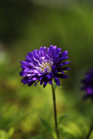 wild flowerの写真素材