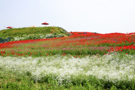 Beautiful landscape in South Korea,Paju の写真素材