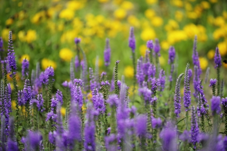 wild flowerの写真素材