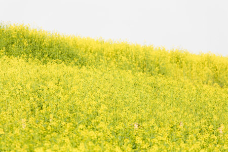 Rape flowers
