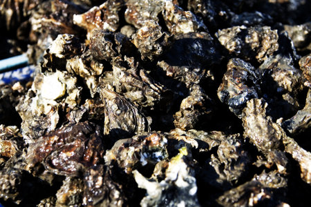 Seafood Oysters