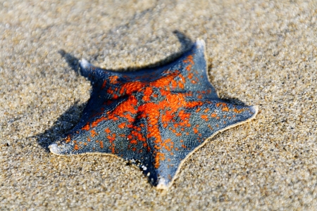 Starfish on the beachの写真素材