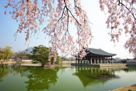 Spring Landscape in south korea Gyeongbokgung  Palace のeditorial素材