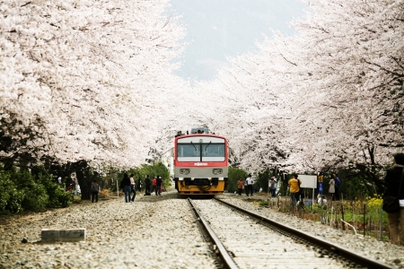 Beautiful Jinhae  Cherry Blossom Festival in South Koreaのeditorial素材