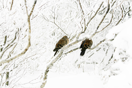 Beautiful winter mountains in south korea,Taebaek"mountain"の写真素材