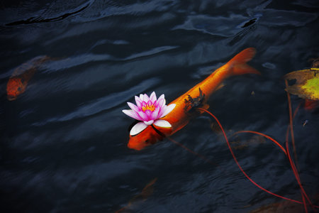 Lotus and koi pondの写真素材