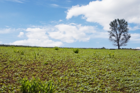 Beautiful ranch in South Korea,AnsÅng"ranch"の写真素材
