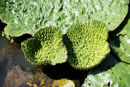 Green lotus leafの写真素材