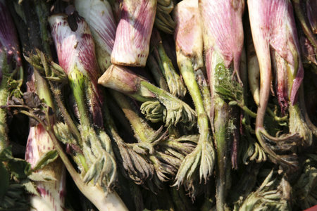 crops in south korea,Herb 