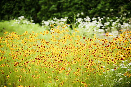 Beautiful Flowers
