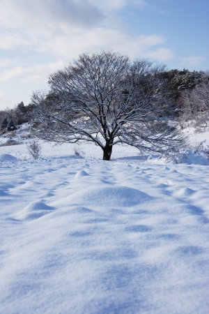 Rural winter landscape with tree in South Koreaの写真素材