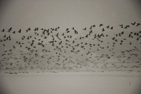 Rural winter landscape migratory birds in south koreaの写真素材