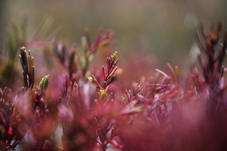 Beautiful landscape in South Korea,Fishing Villages,Foreshore,S. japonica の写真素材