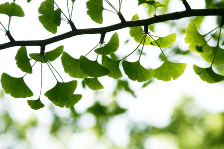 Green leaves