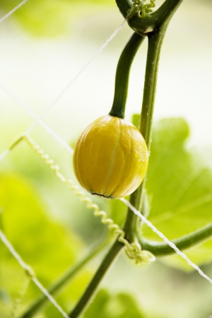 gourd cropの写真素材