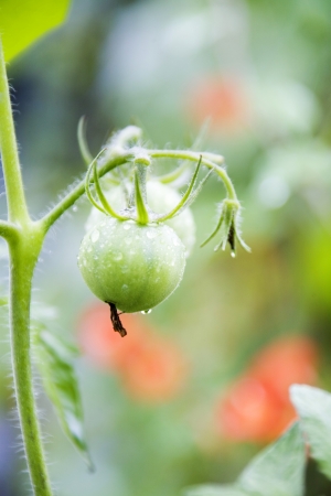 crops in south korea,Tomato の写真素材