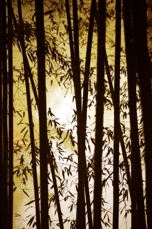 Beautiful bamboo forest in south korea Damyang""の写真素材